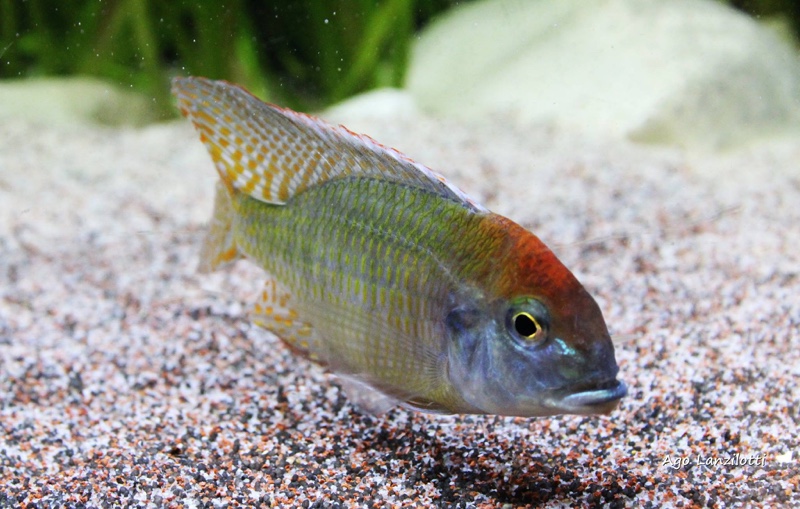 Lethrinops sp. 'red cap' Itungi